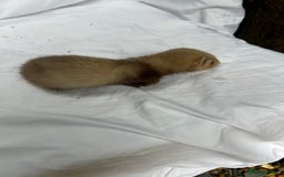 Ferret rodents for sale: Baby Ferrets - Image 27