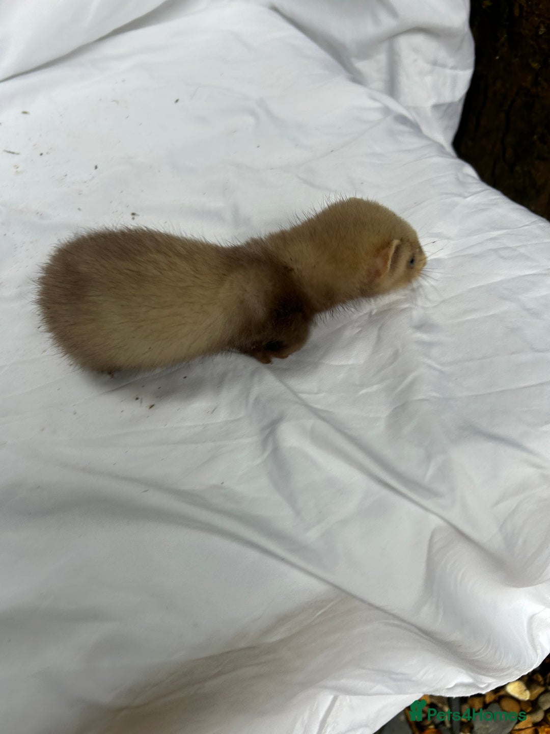Ferret rodents for sale: Baby Ferrets - Image 27