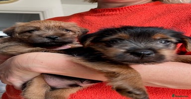 Norfolk Terrier dogs - Advert 5