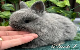 Netherland Dwarf rabbits for sale: Show Quality Pure Bred Netherland Dwarfs - Image 2