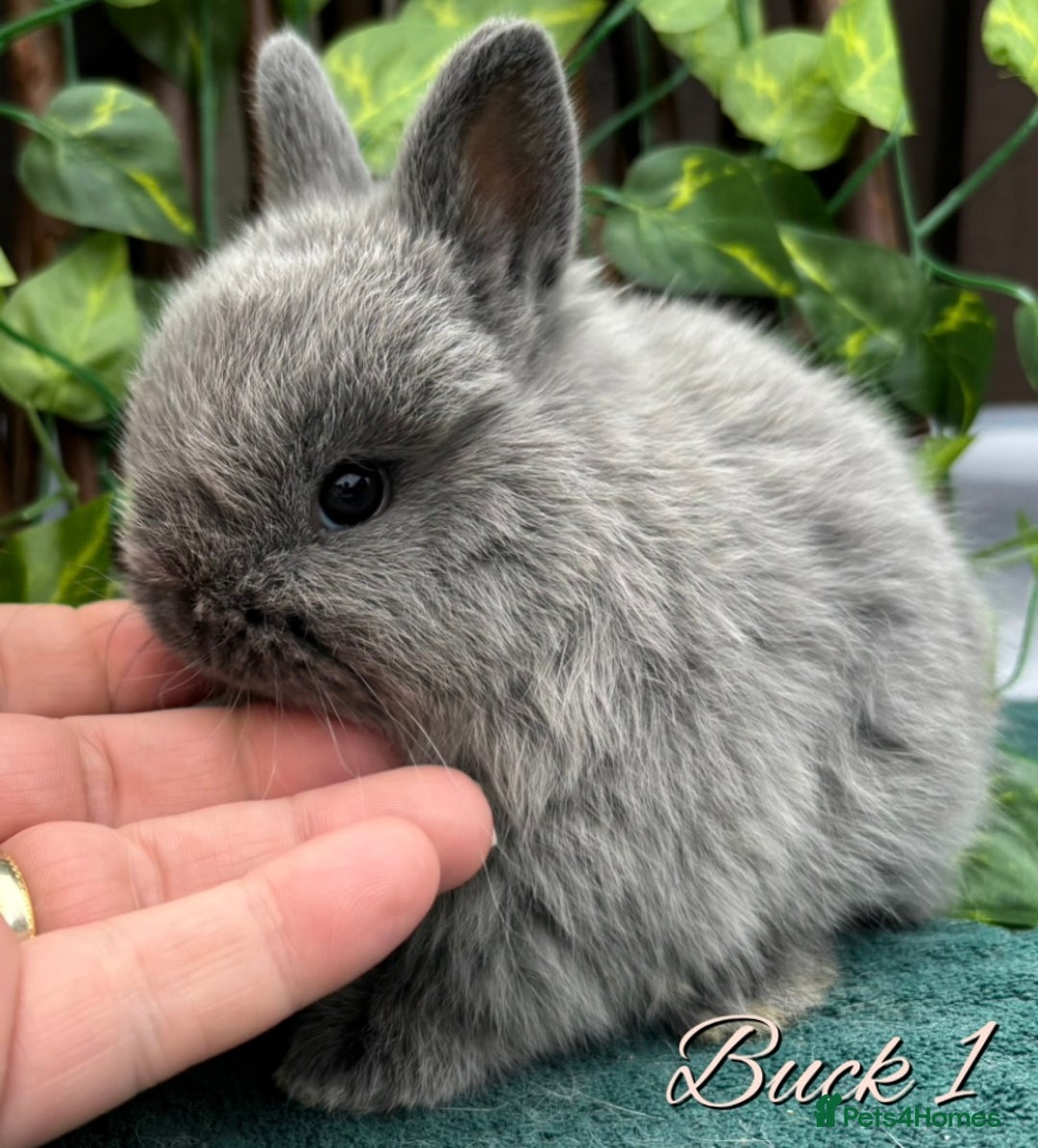 Netherland Dwarf rabbits for sale: Show Quality Pure Bred Netherland Dwarfs - Image 2