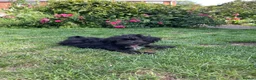 Mixed Breed dogs for sale: 2 sweet little boys - Advert 8