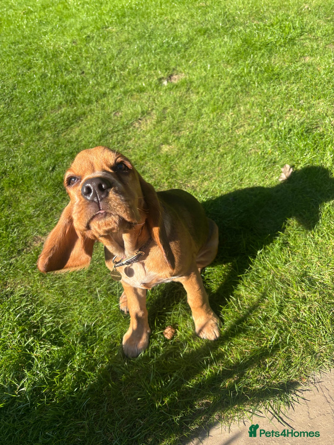 Bocker dogs for sale: 4 month Cocker Spaniel, Beagle Mix - Image 4