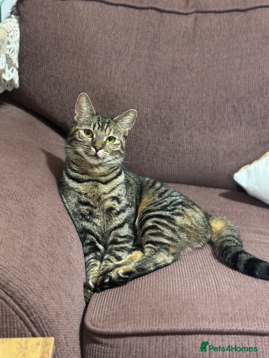 Mixed Breed cats for sale: Mixed British shorthair  - Advert 2