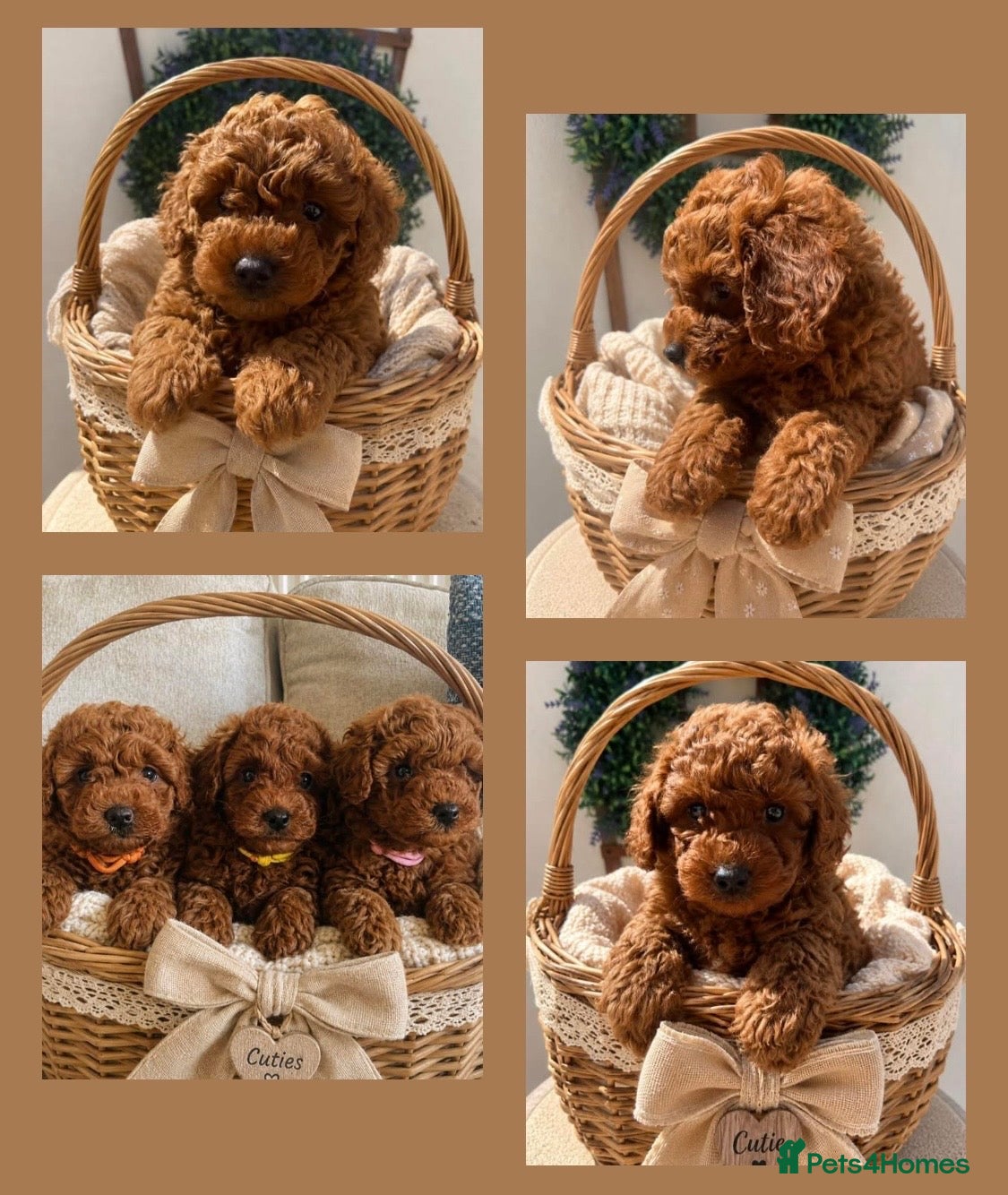Cavapoochon dogs Ready in week 🩷3 TOY cavapoochons F1BB DNA Tested - Advert 2