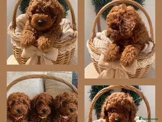 Cavapoochon dogs Ready in week 🩷3 TOY cavapoochons F1BB DNA Tested - Advert 2