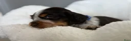 Cocker Spaniel dogs for sale: Cocker Spaniel puppies looking for forever homes♥️ - Advert 22