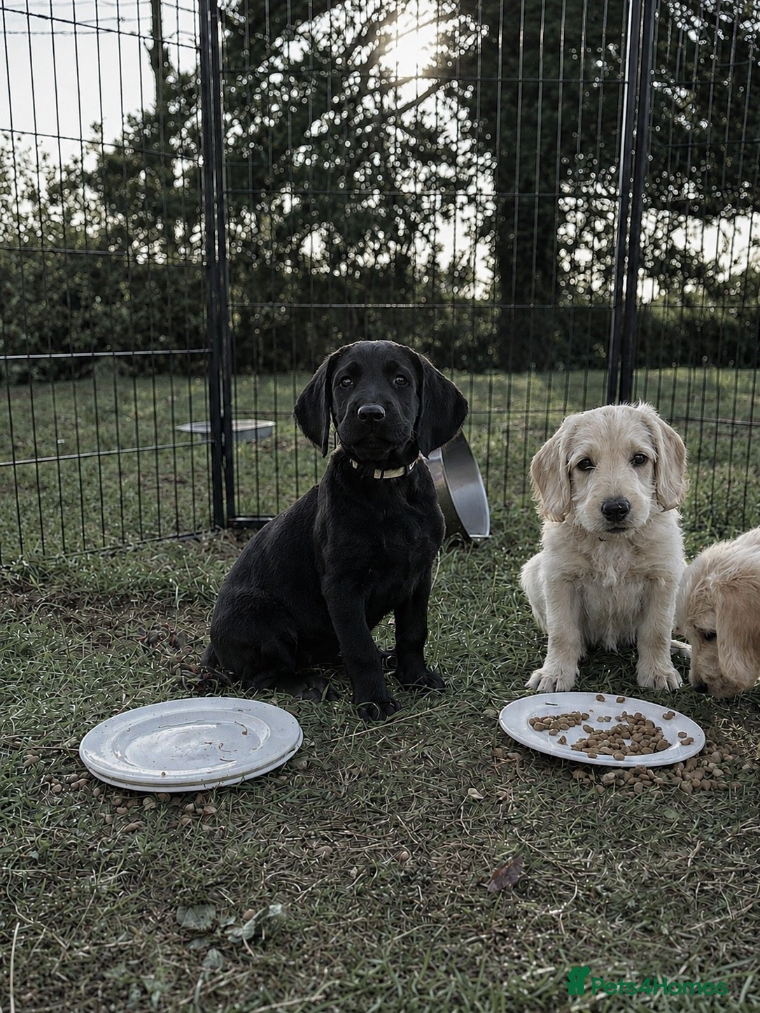 Labradoodle dogs *last two girls remaining* F1b labradoodles. - Advert 1