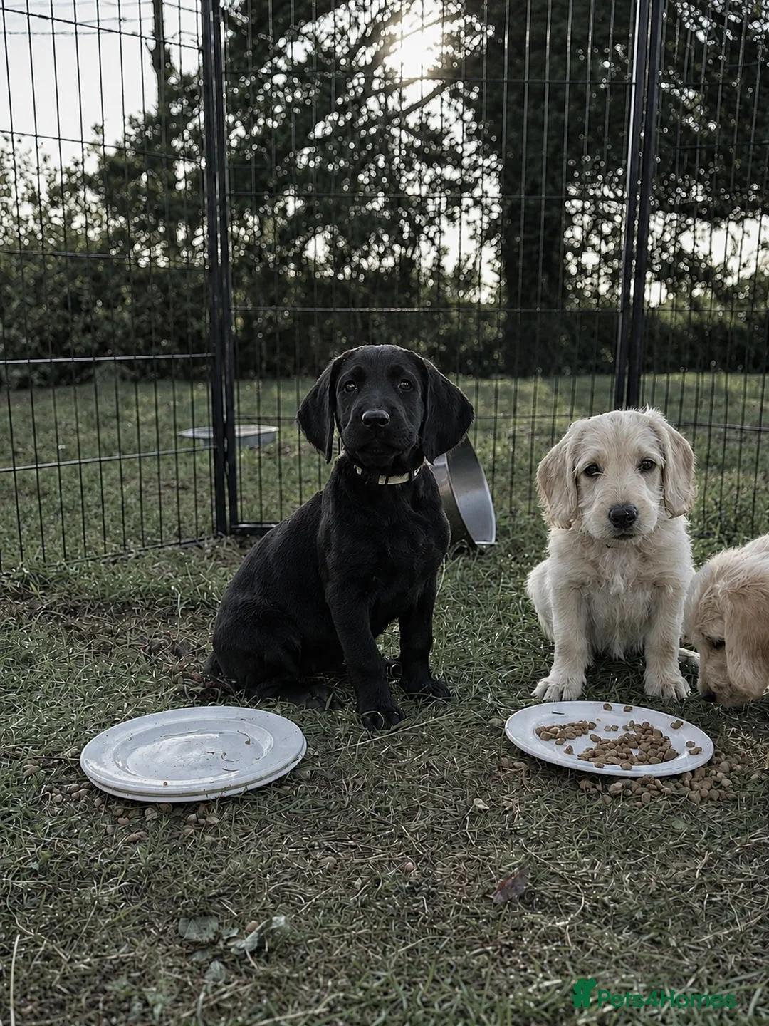 Labradoodle dogs for sale: *last two girls remaining* F1b labradoodles. - Advert 1