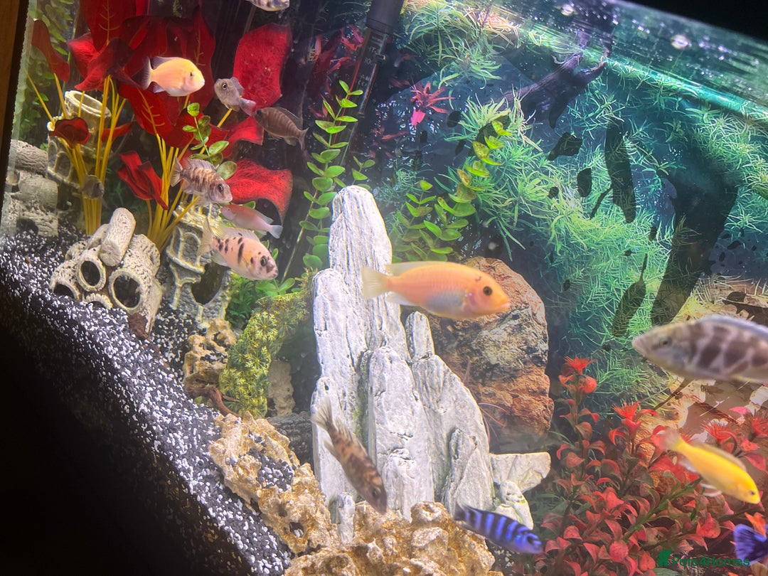 Cichlids fish for sale: Fluval Roma 240 FULL SET UP - Advert 5