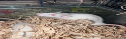 Rat rodents for sale: Tame rats  - Advert 4
