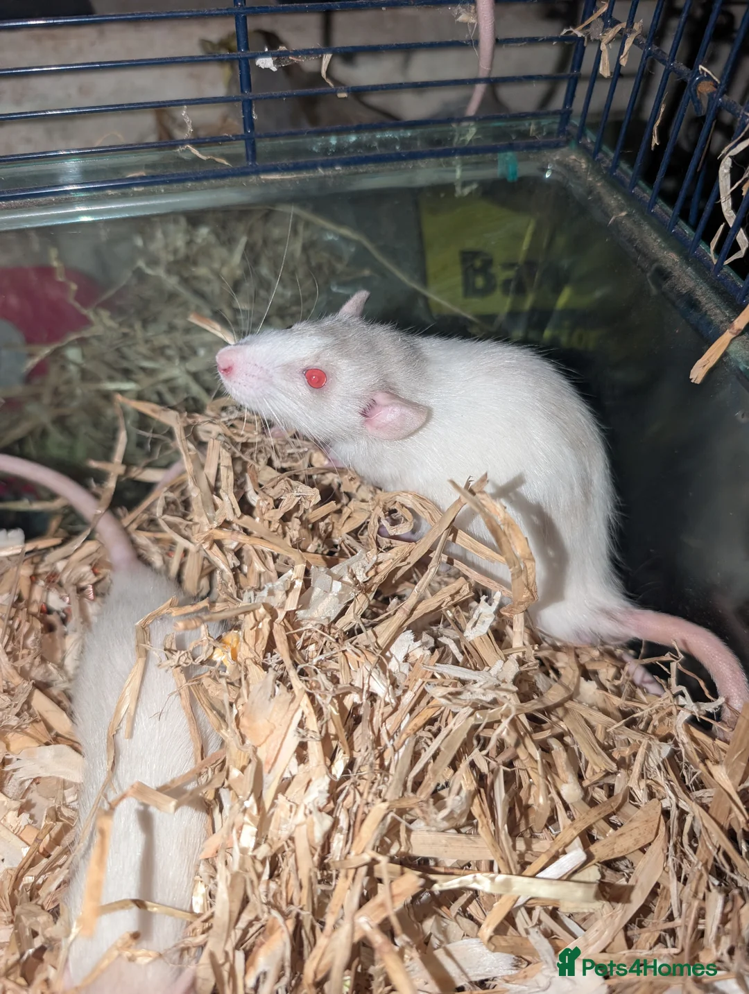 Rat rodents for sale: Tame rats  - Advert 4