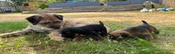 Border Terrier dogs for sale: KC Border Terrier Puppies – Newbury in Newbury - Advert 2