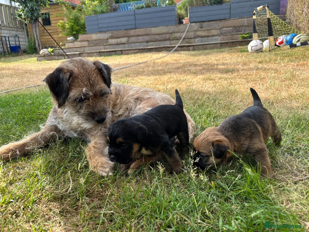 Border Terrier dogs for sale: KC Border Terrier Puppies – Newbury in Newbury - Advert 2