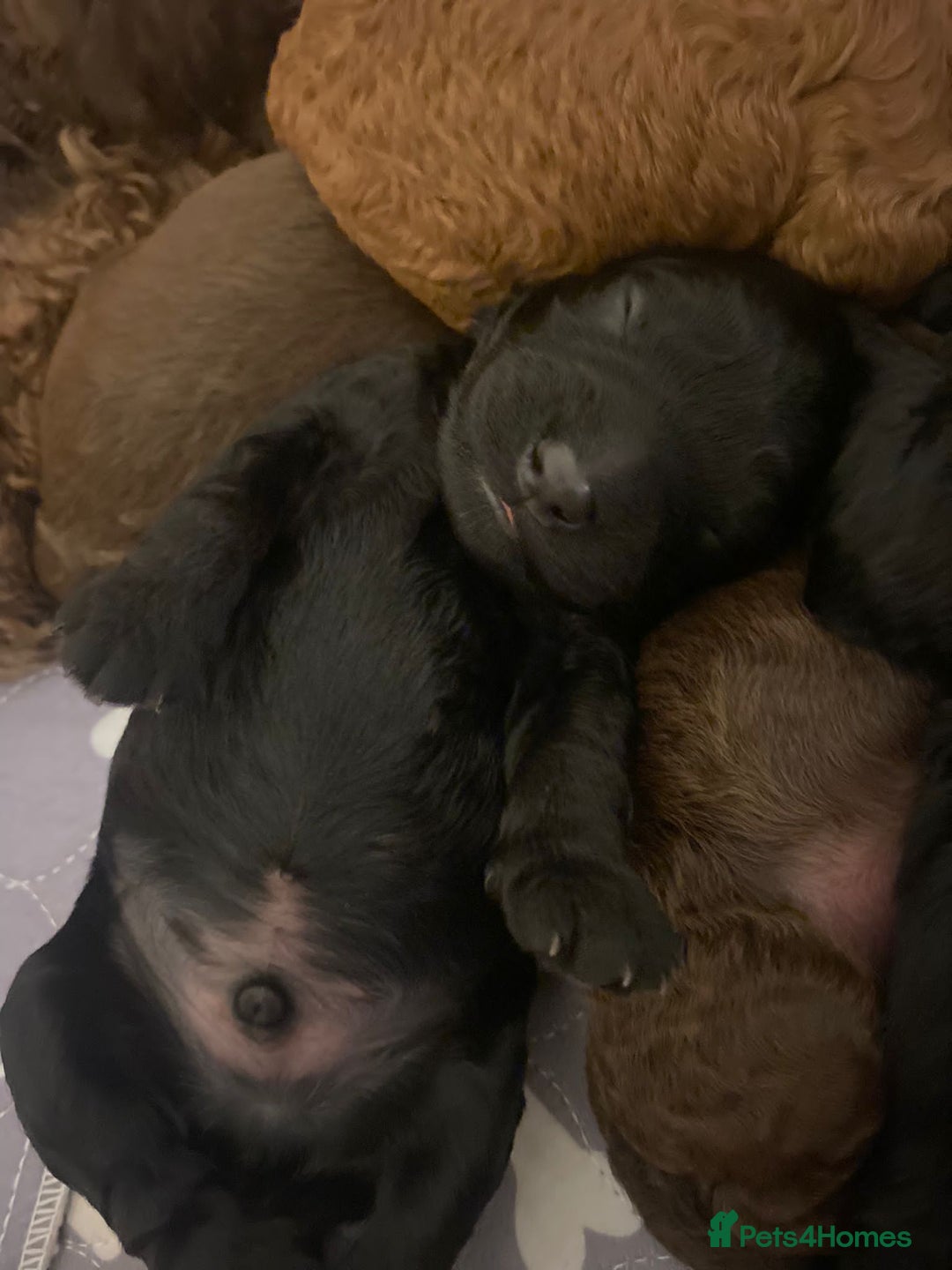 Toy Poodle dogs for stud: Kc health tested toy poodle for stud in Torpoint - Advert 17