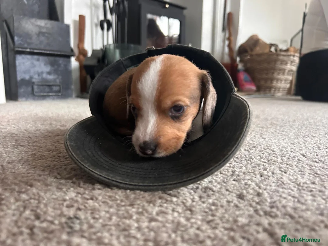 Dachshund dogs for sale: Dachshund puppies for sale. - Advert 3