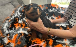 Rottweiler dogs for sale: ROTTWIELER PUPPIES - Image 3