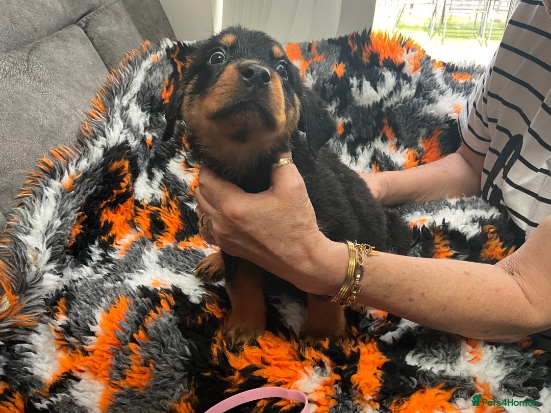 Rottweiler dogs for sale: ROTTWIELER PUPPIES - Image 3
