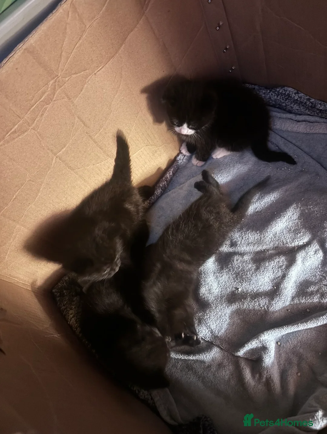 Mixed Breed cats for sale: Kittens  in Torpoint - Advert 2