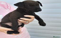 Patterdale Terrier dogs for sale: READY NOW Stunning litter of Patterdale Terriers  - Image 10
