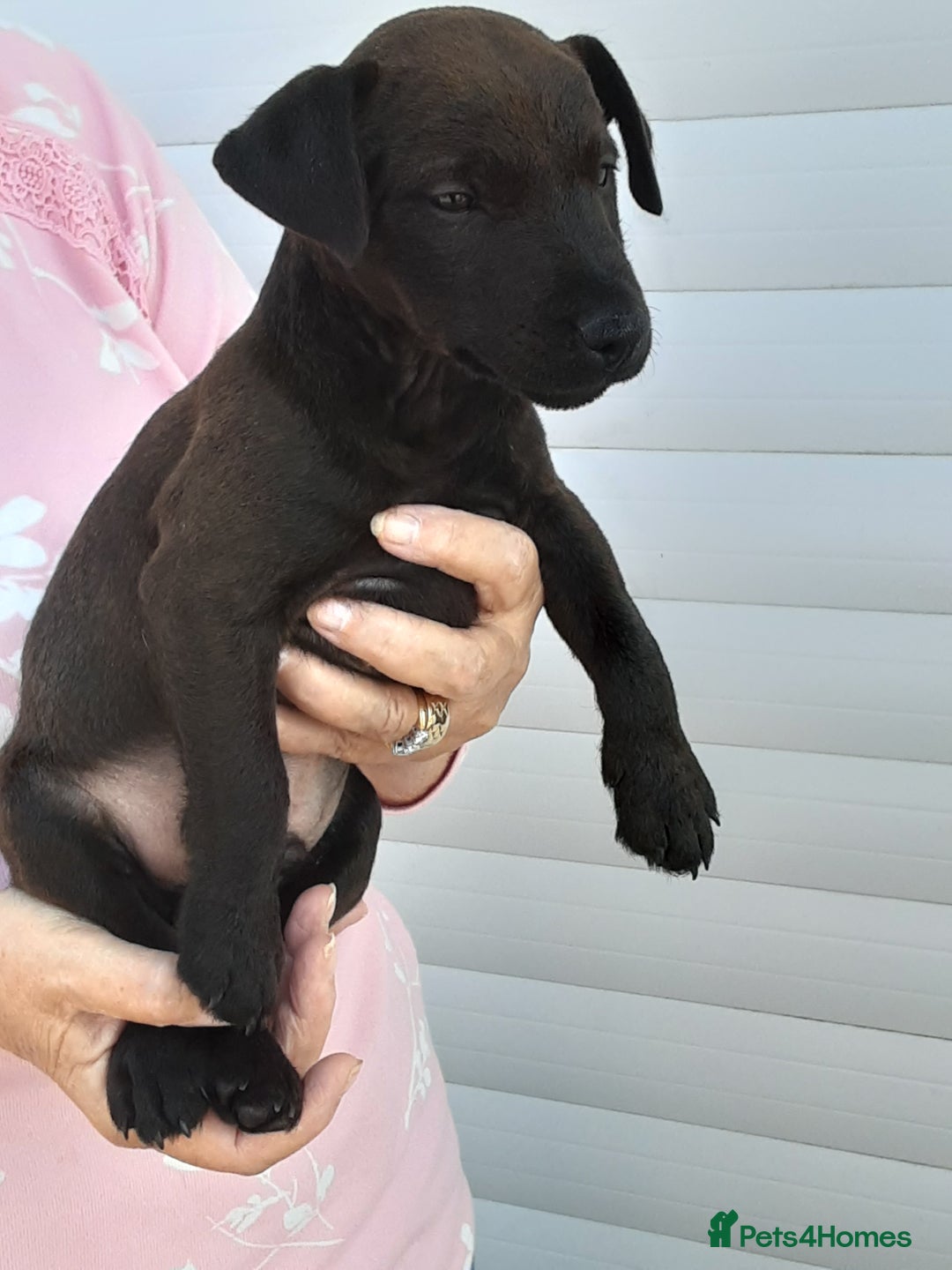 Patterdale Terrier dogs for sale: READY NOW Stunning litter of Patterdale Terriers  - Image 10