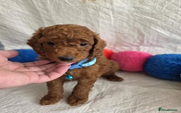 Goldendoodle dogs for sale: 👑Superb Rare Toy/Mini Deepest Red Goldendoodles👑 - Image 18