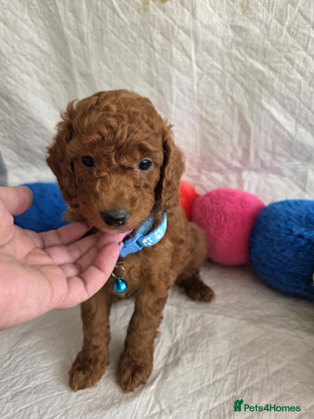 Goldendoodle dogs for sale: 👑Superb Rare Toy/Mini Deepest Red Goldendoodles👑 - Image 18
