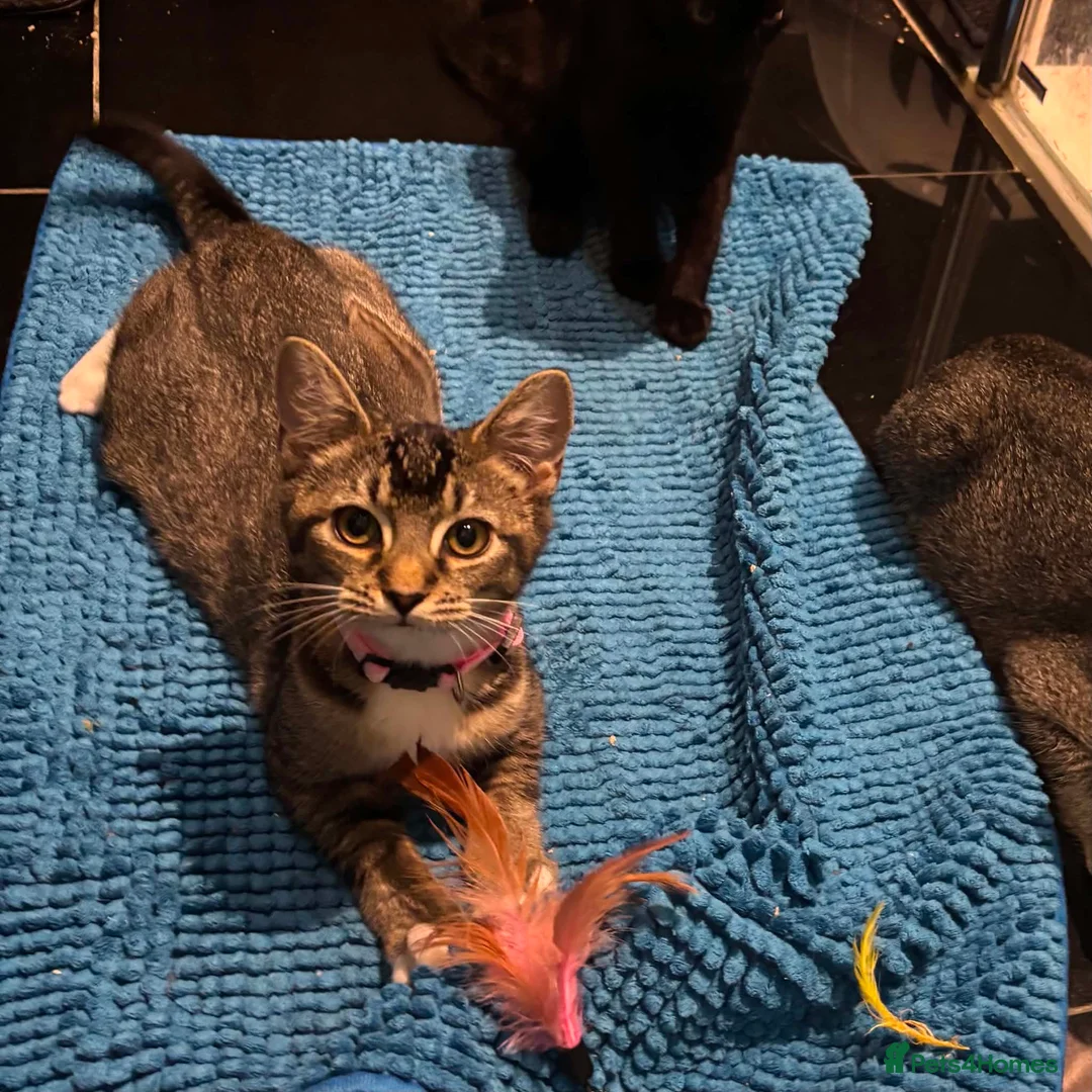 Domestic Shorthair cats for sale: 4 month spayed kitten (FREE) ready for collection in London - Advert 2