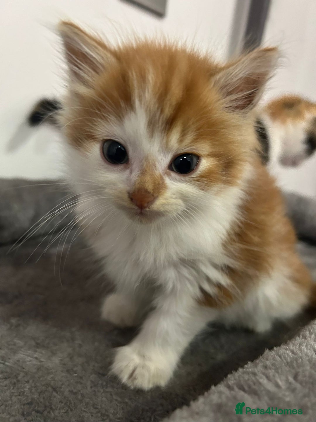British Longhair cats for sale: Beautiful Fluffy Long-Haired British Tabby Kittens - Image 19