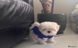 Maltese dogs for sale: 🌟Just One Left 🌟Bambelina Maltese🌟 - Image 33