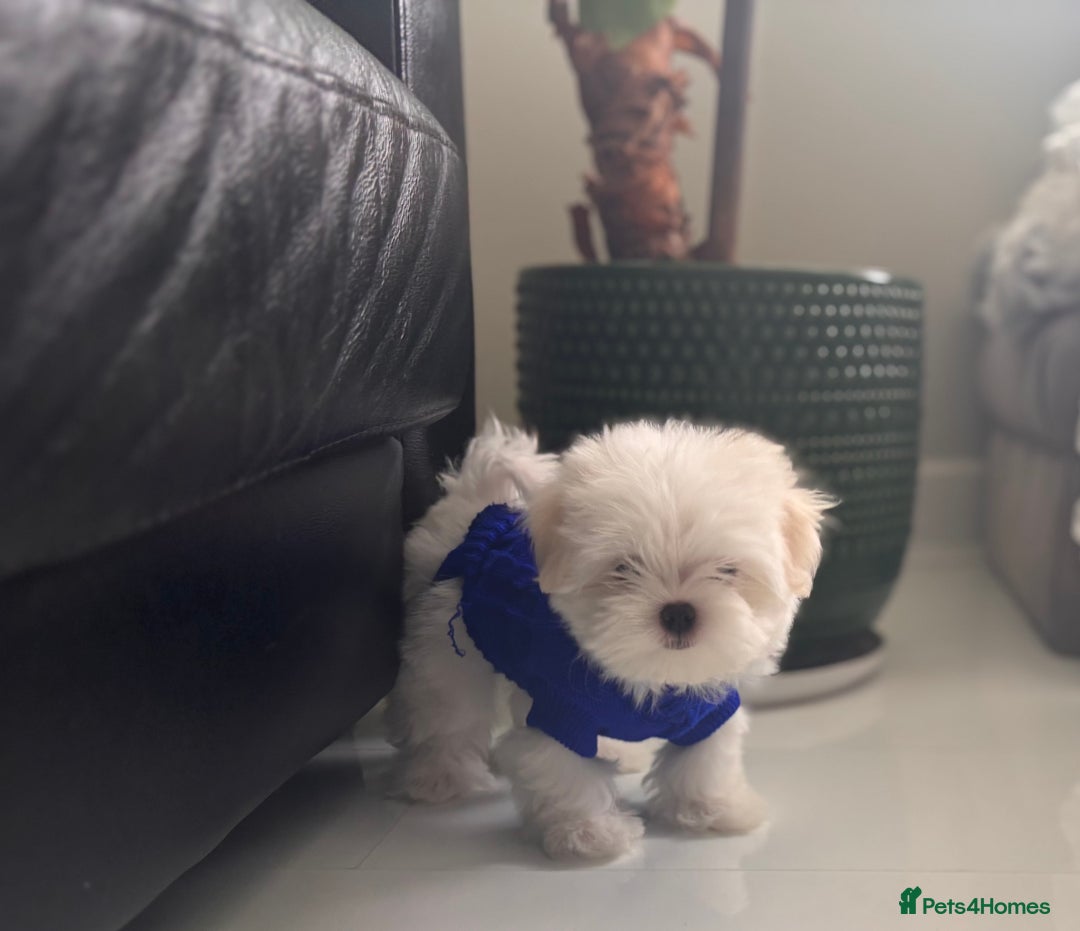 Maltese dogs for sale: 🌟Just One Left 🌟Bambelina Maltese🌟 - Image 33