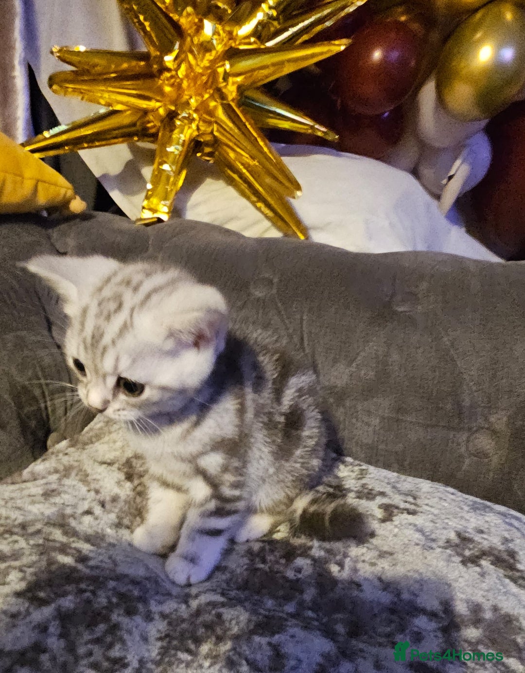 British Shorthair cats for sale: Adorable Silver Kittens looking for forever homes - Advert 9