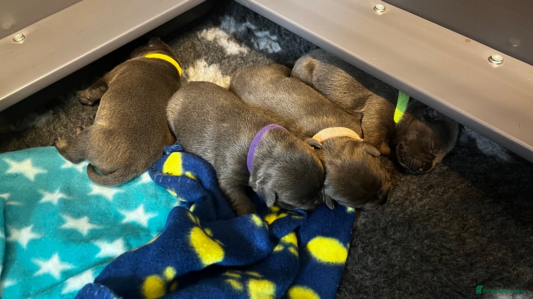 Staffordshire Bull Terrier dogs for sale: Blue Staffordshire Bull Terrier KC Registered  - Advert 14