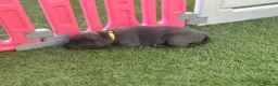 Staffordshire Bull Terrier dogs for sale: Gorgeous blue KC Staffy Pups *Champion Bloodlines* - Advert 19