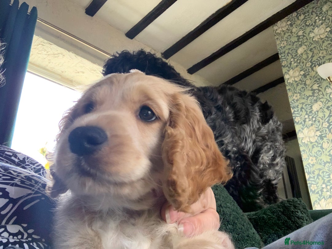 Cockapoo dogs for sale: Cockapoo puppies ready now!!! - Image 24
