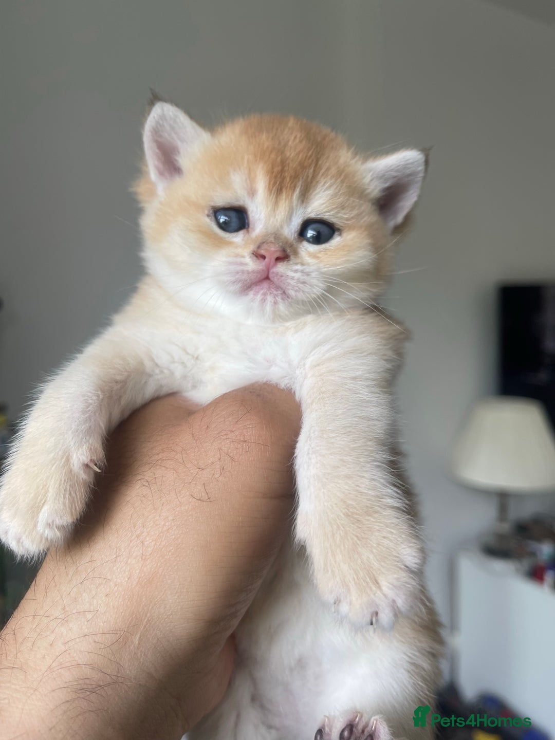 Scottish Fold cats for stud: GOLD CHINCHILLA SCOTTISH STRAIGHT PEDIGREE. STUD in London - Advert 8