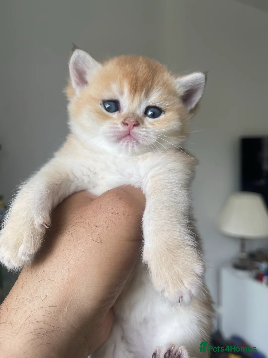 Scottish Fold cats for stud: GOLD CHINCHILLA SCOTTISH STRAIGHT PEDIGREE. STUD in London - Advert 8