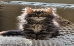 Ragdoll cats for sale: Ragdoll + Persian Breed London  - Image 8