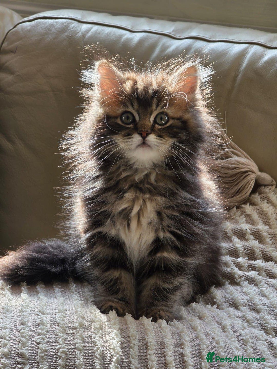 Ragdoll cats for sale: Ragdoll + Persian Breed London  - Image 8