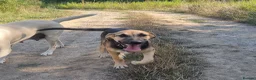 German Shepherd dogs for adoption: Maya – Young German Shepherd x Labrador Cross - Advert 9