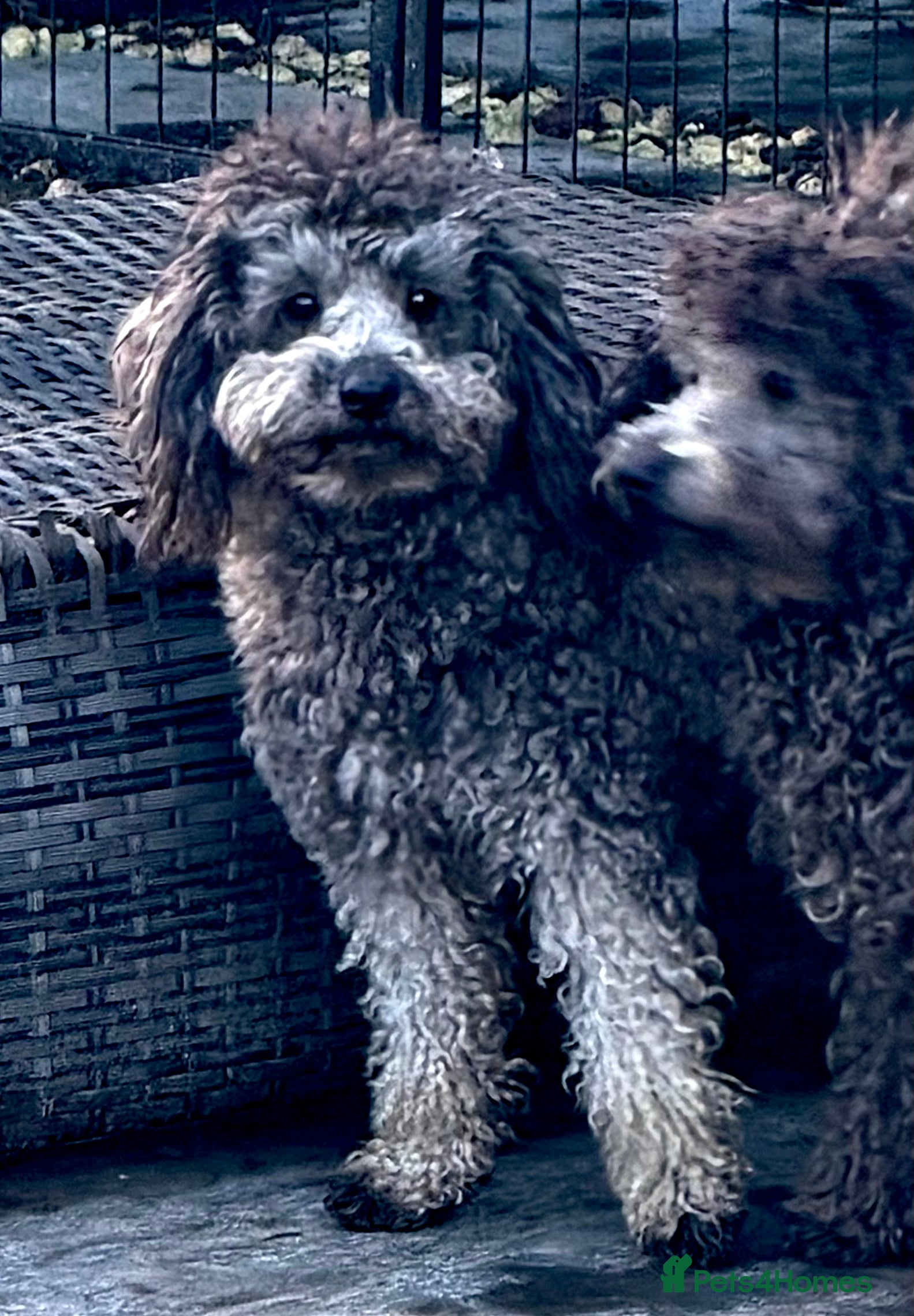 Miniature Poodle dogs TOMMY – Miniature Poodle (Male) - Advert 6