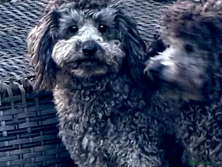Miniature Poodle dogs TOMMY – Miniature Poodle (Male) - Advert 6