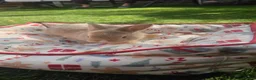 Netherland Dwarf rabbits for sale: 5 Little bunny looking for home - Advert 10