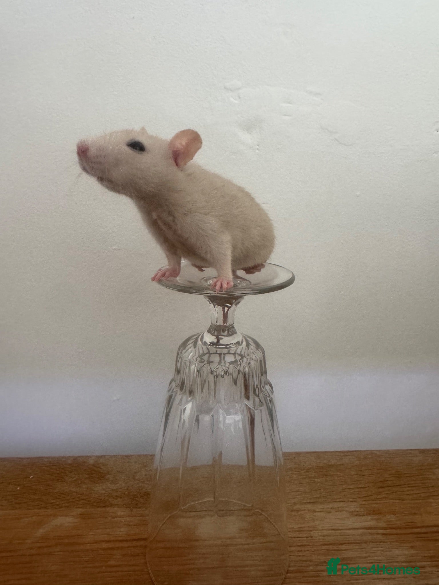 Rat rodents Dwarf Rats  - Advert 1