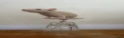 Rat rodents for sale: Dwarf Rats  - Advert 1