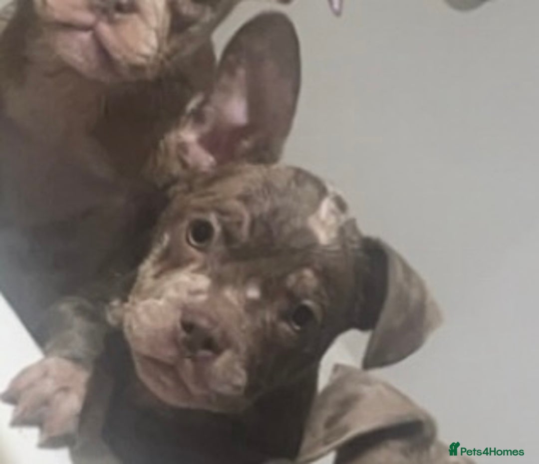 Mixed Breed dogs for sale: Frenchie/ Micro Bully  - Image 7