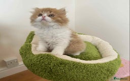 British Shorthair cats for sale: British Shorthair Pedigree Kittens - Image 18