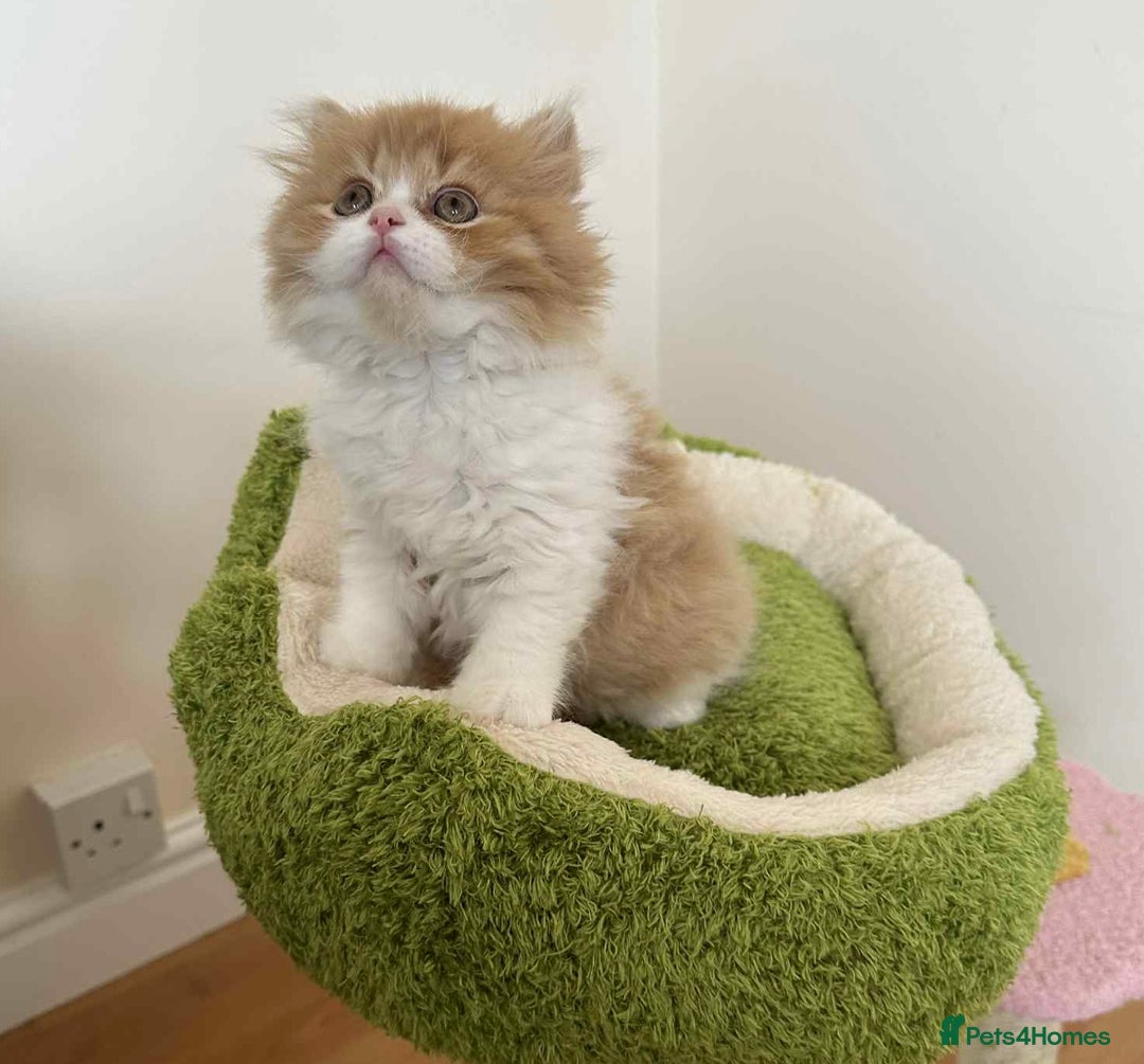 British Shorthair cats for sale: British Shorthair Pedigree Kittens - Image 18