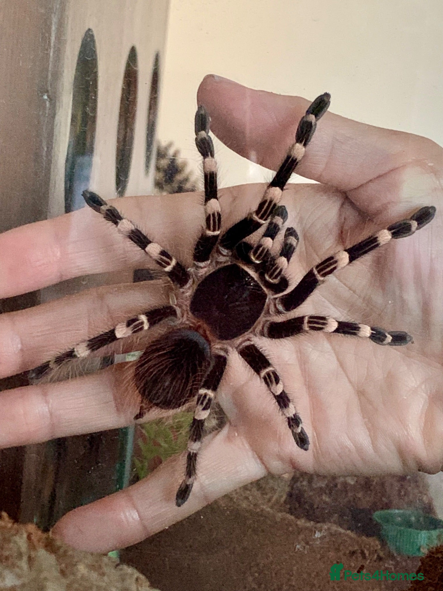 Tarantulas invertebrates Brazilian White Knee - Acanthoscurria geniculata - Advert 4