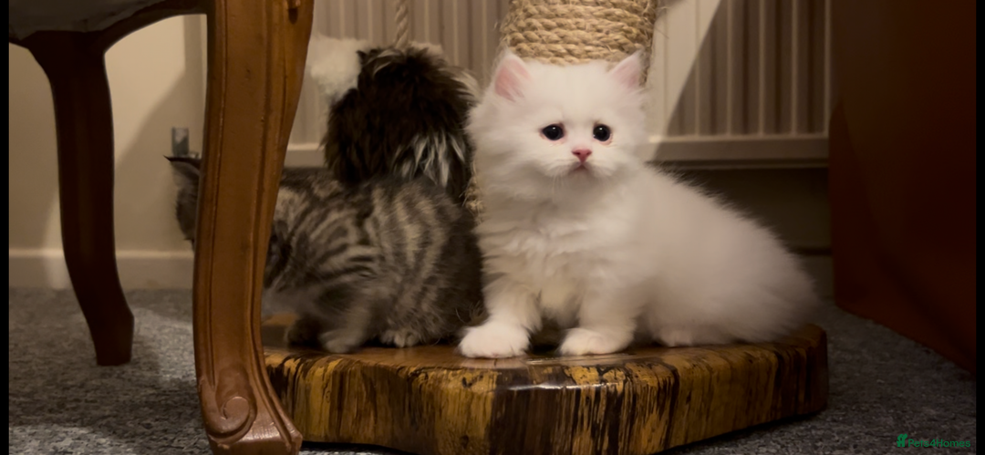 Munchkin cats for sale: A very SPECIAL litter of Munchkins Kittens  - Image 6